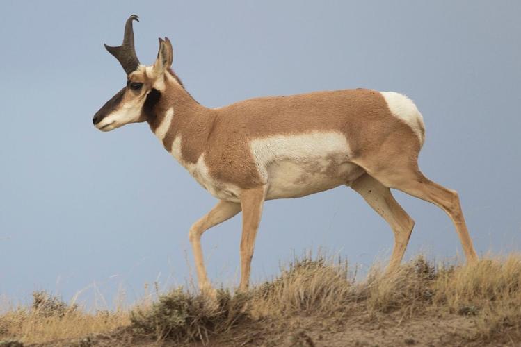 Pronghorn antelope