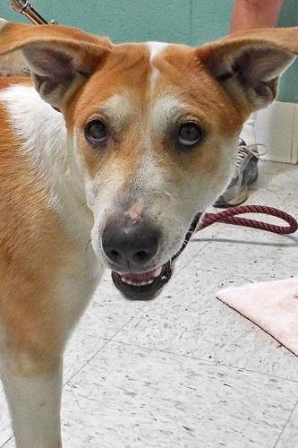 Adopt A Friend: Halo