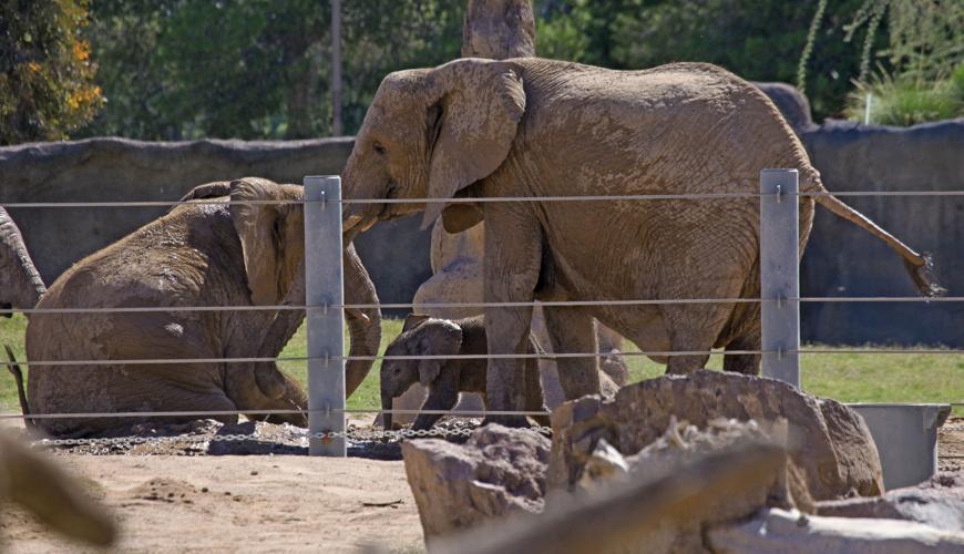 New Reid Park baby elephant