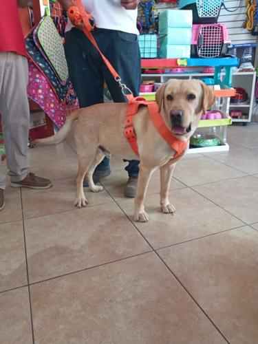 Bongo perro labrador donado a las Buscadoras