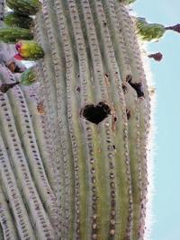 Bird nests pockmark tall saguaros  