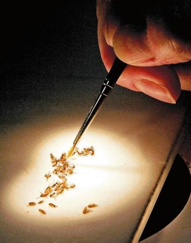 Tiny insects have big role in UA research  