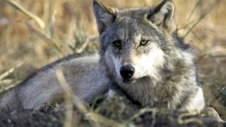 Gray wolf
