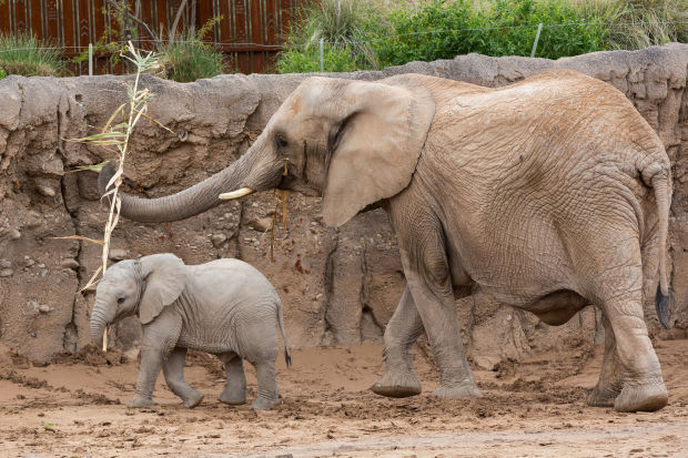 Nandi's 6-month birthday