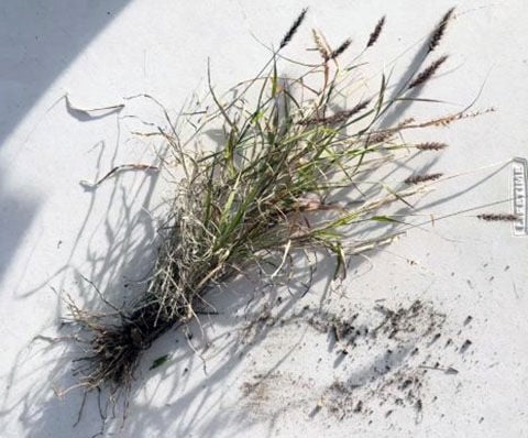 Buffelgrass pull starts ‘Save our Saguaros’ month