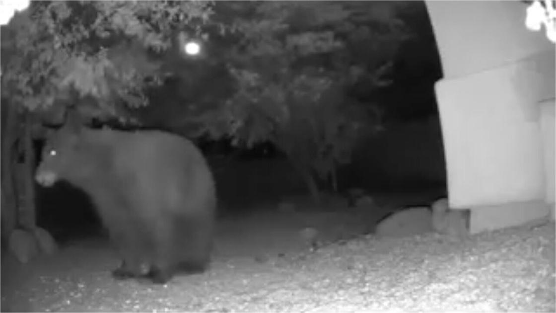 What do to if you encounter a bear