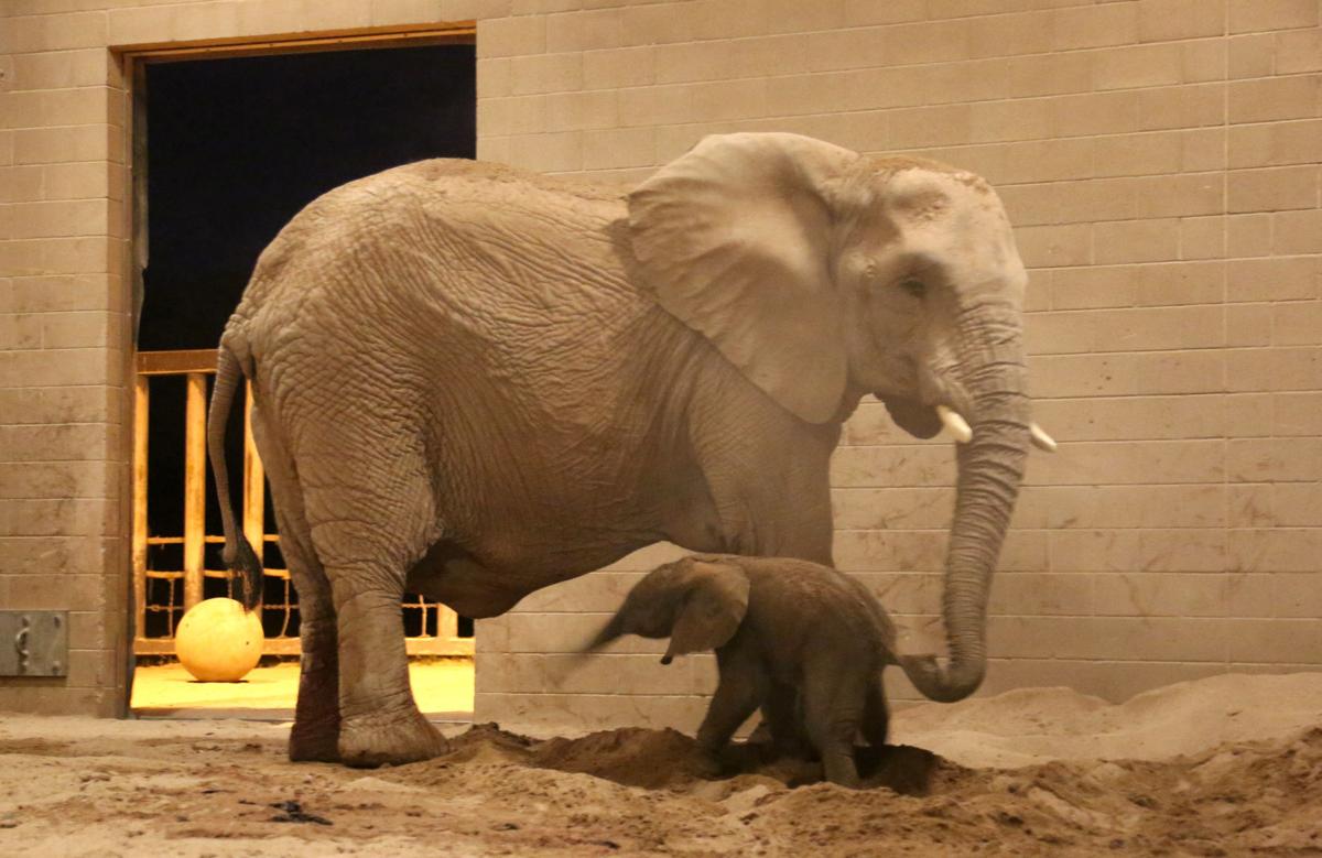Reid Park Zoo, baby elephant (LE)