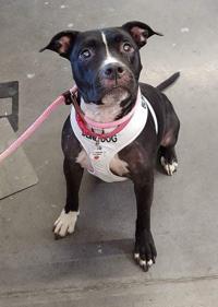 2 groups focus on adoptions of older dogs, those with behavior issues