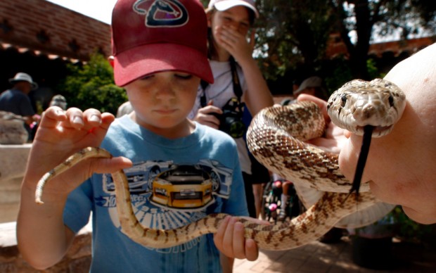 Join in the Saguaro Harvest celebration    