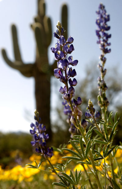 Southwest wildflowers
