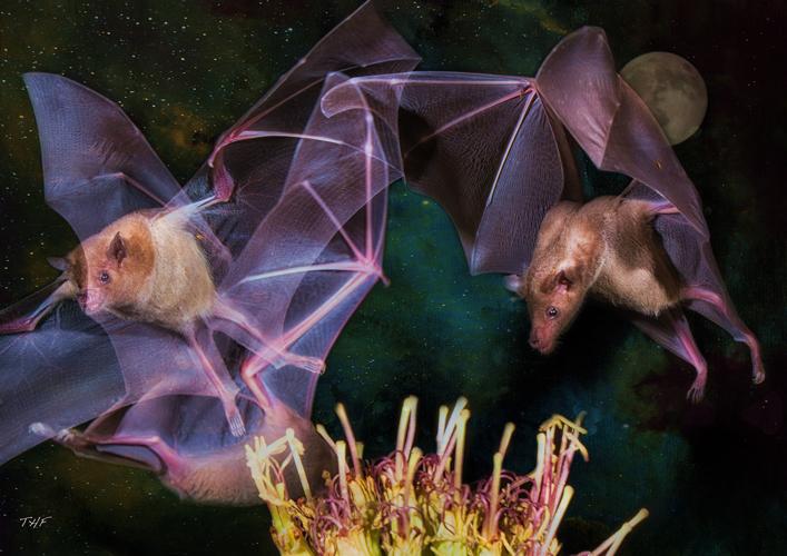 'No Species is an Island'