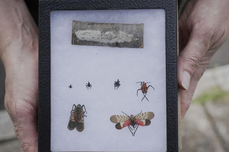 Spotted Lanternfly Hunters