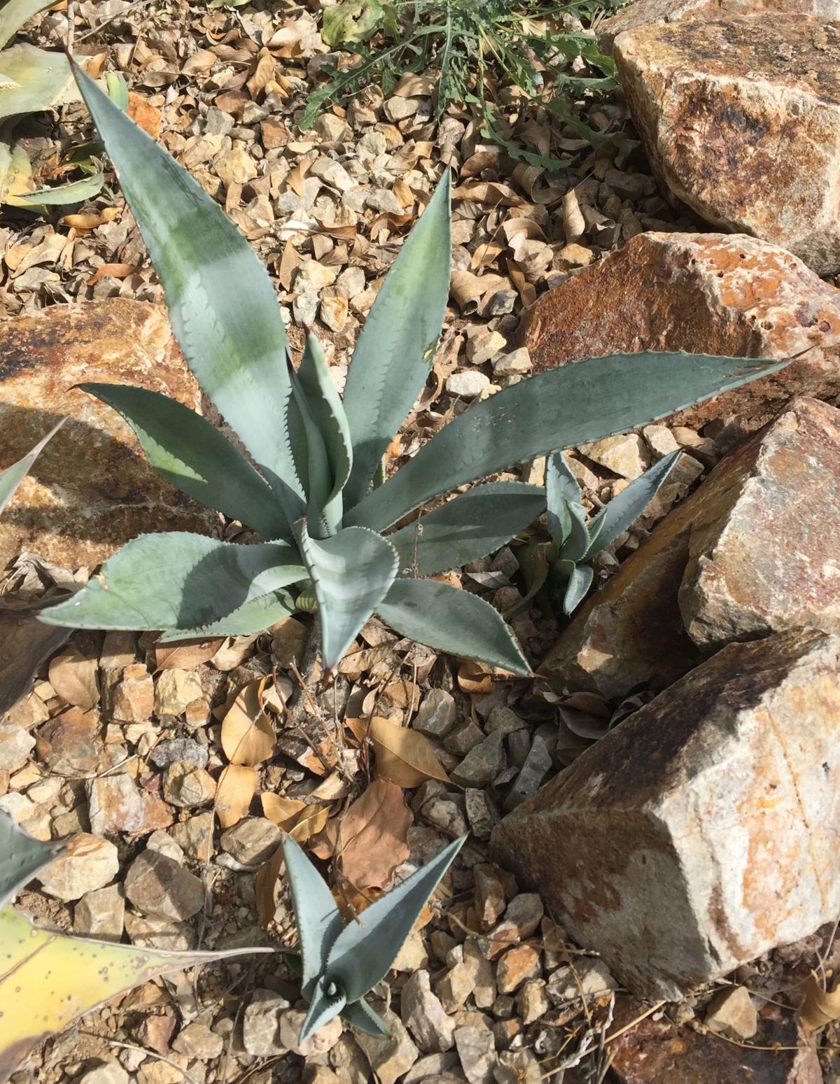 When To Transplant Agaves Tucson Com