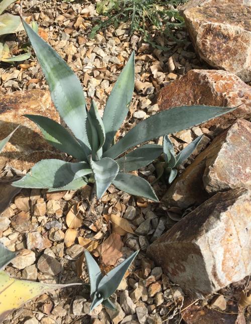 Garden Sage: An agave with pups