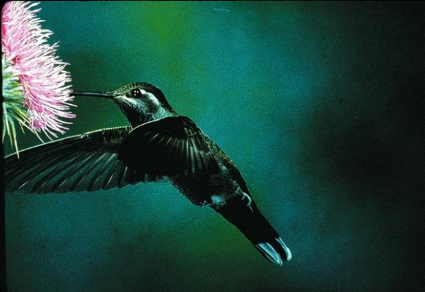 Survey: 5 must-see bird species live in S. Ariz.  