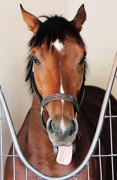 Afleet Alex, rated 5-2, must show he belongs  