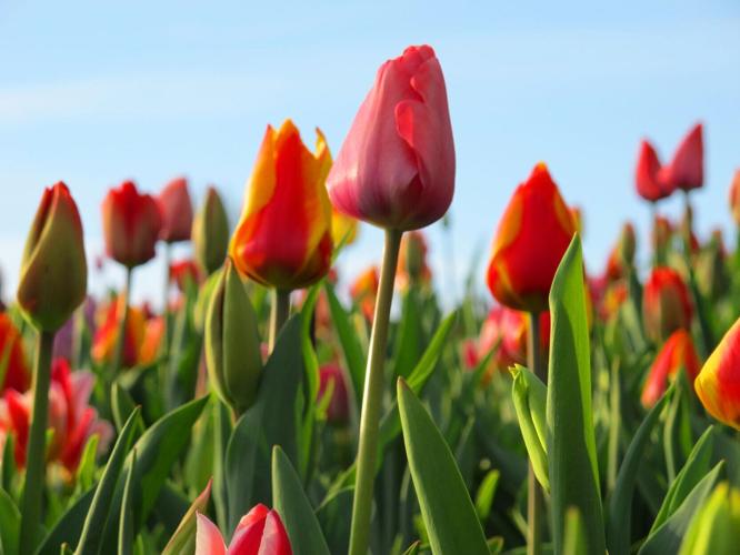 The flowers of Keukenhof in the Netherlands are famed for their beauty.
