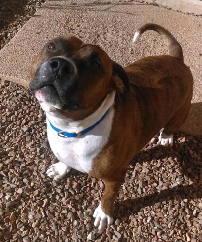 Adopt A Friend: Kobe