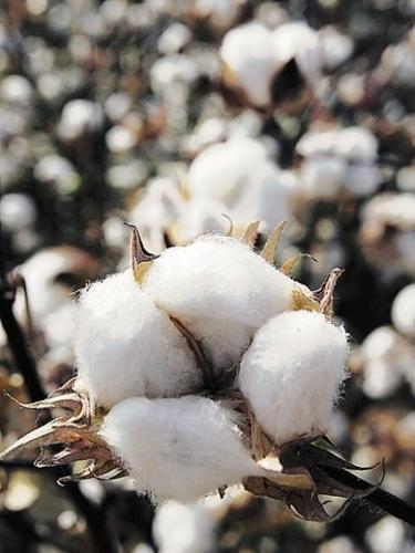 Marana's last cotton gin closes, but harvest goes on  