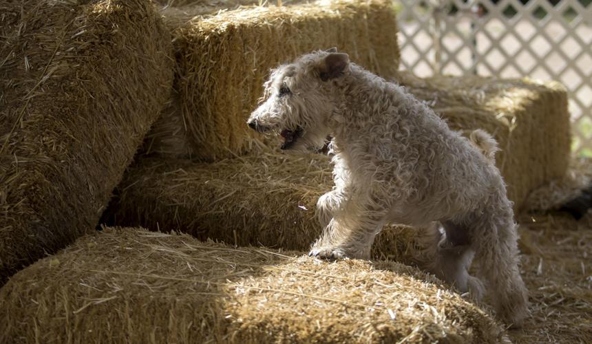 Barn Hunt Casa Grande