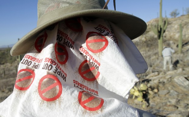 Volunteers fight war against buffelgrass at Saguaro Park  