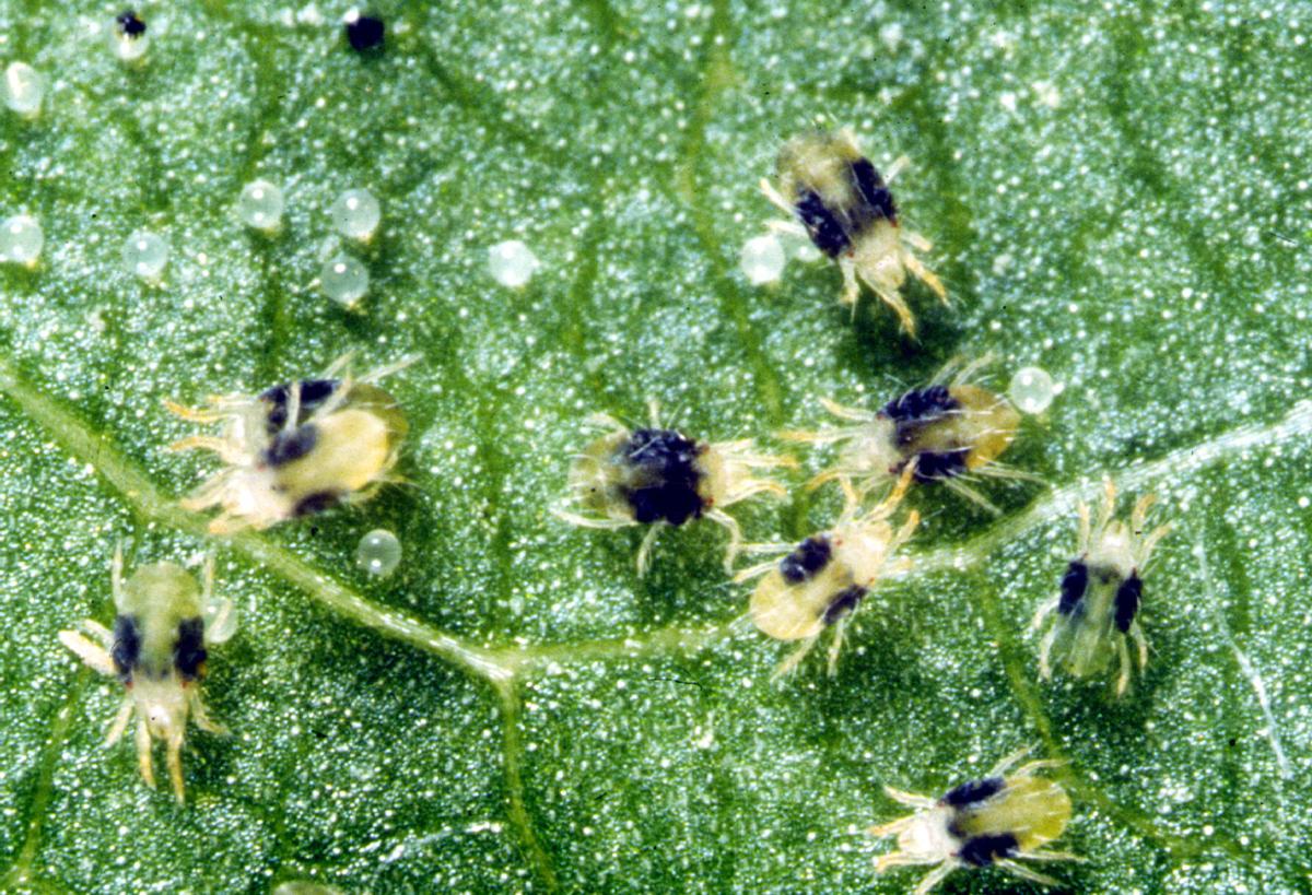 Weed Or Wildflower Hose Those Mites Dry Out Fungus Gnats Tucson Com