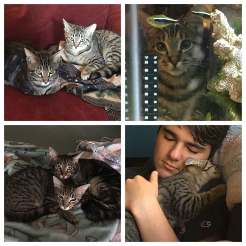 Adopt a friend: Greg and Phil