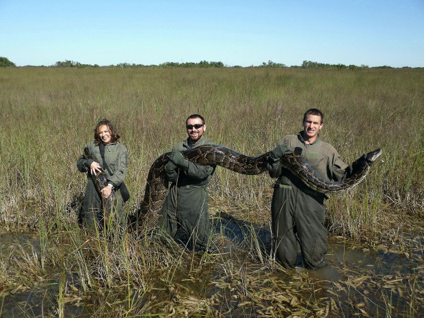 Pythons apparently wiping out Everglades mammals   