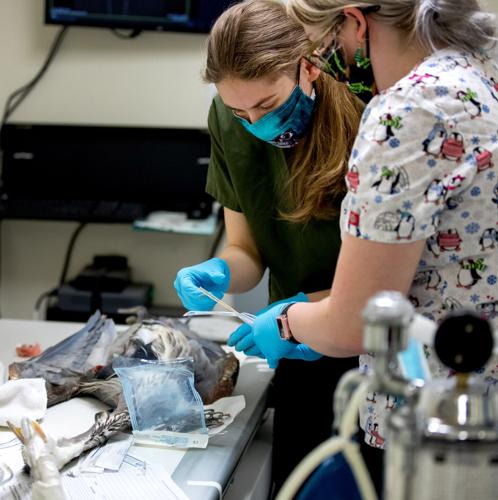 Tucson Wildlife Center