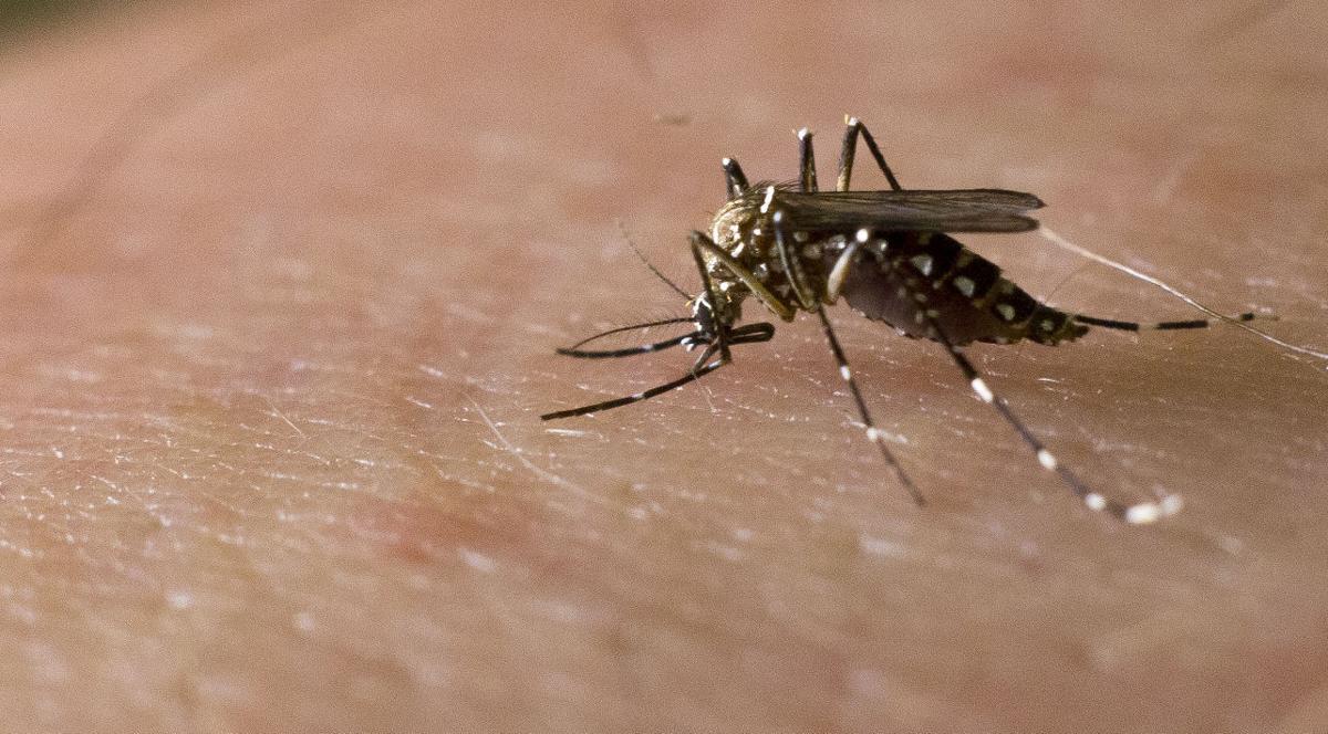 Zika virus