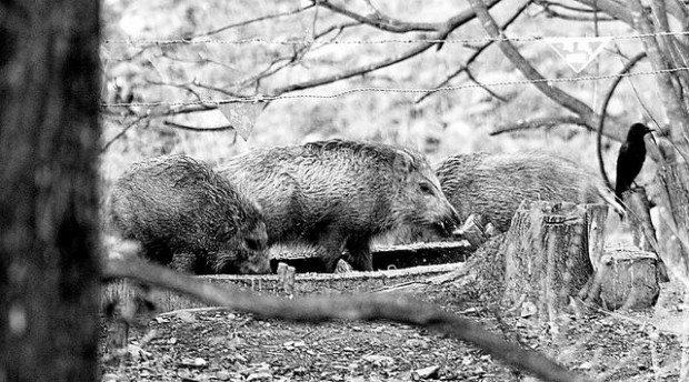 War and wildlife  