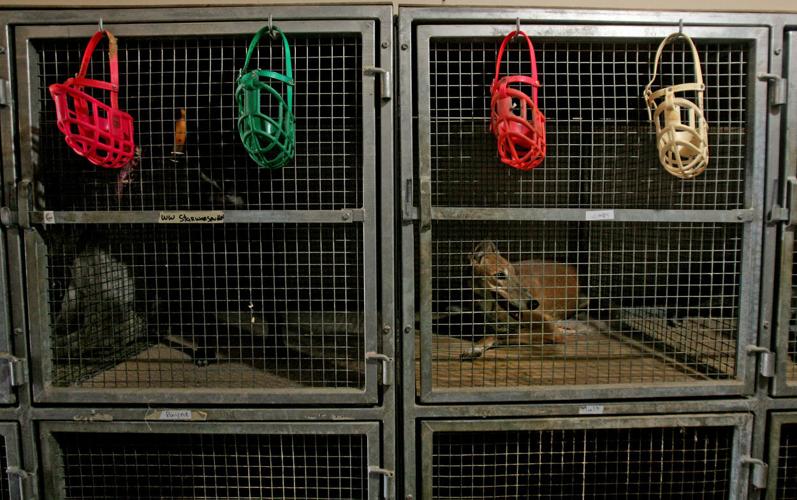 Tucson Greyhound Park