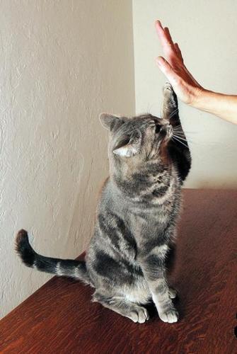 Training your cats?  
