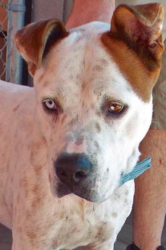 Adopt A Friend: Calvin