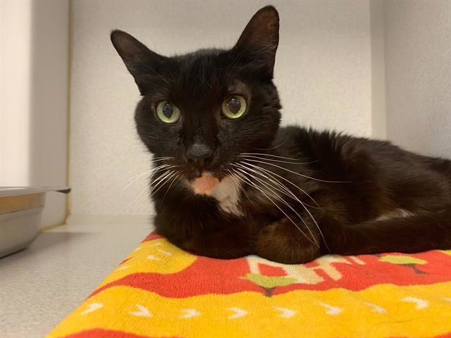 Adopt a friend: Jerome