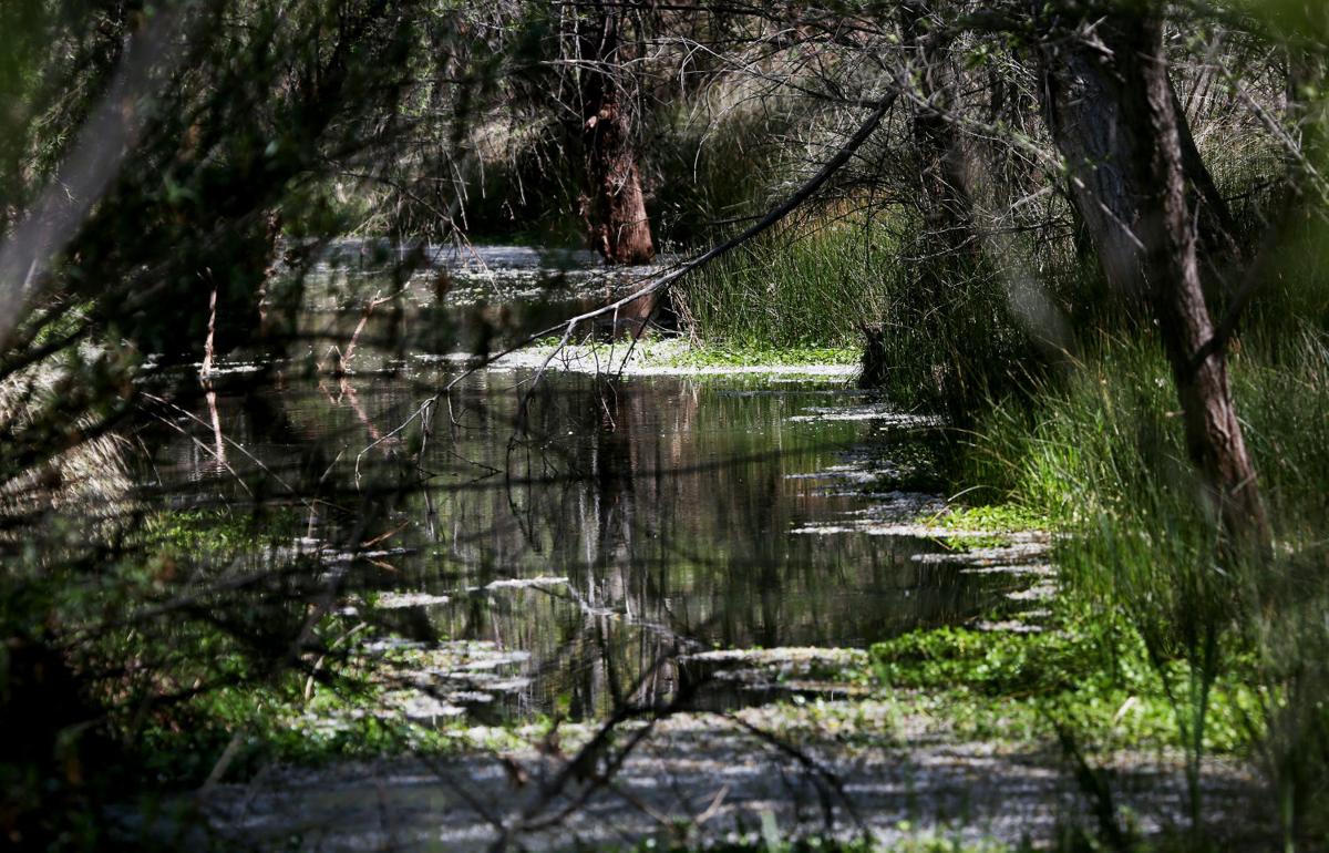 Las Cienegas National Conservation Area