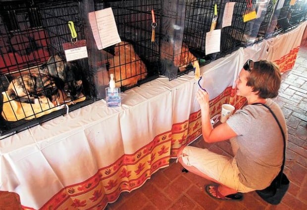 Cat shelter purrrsues its cause  
