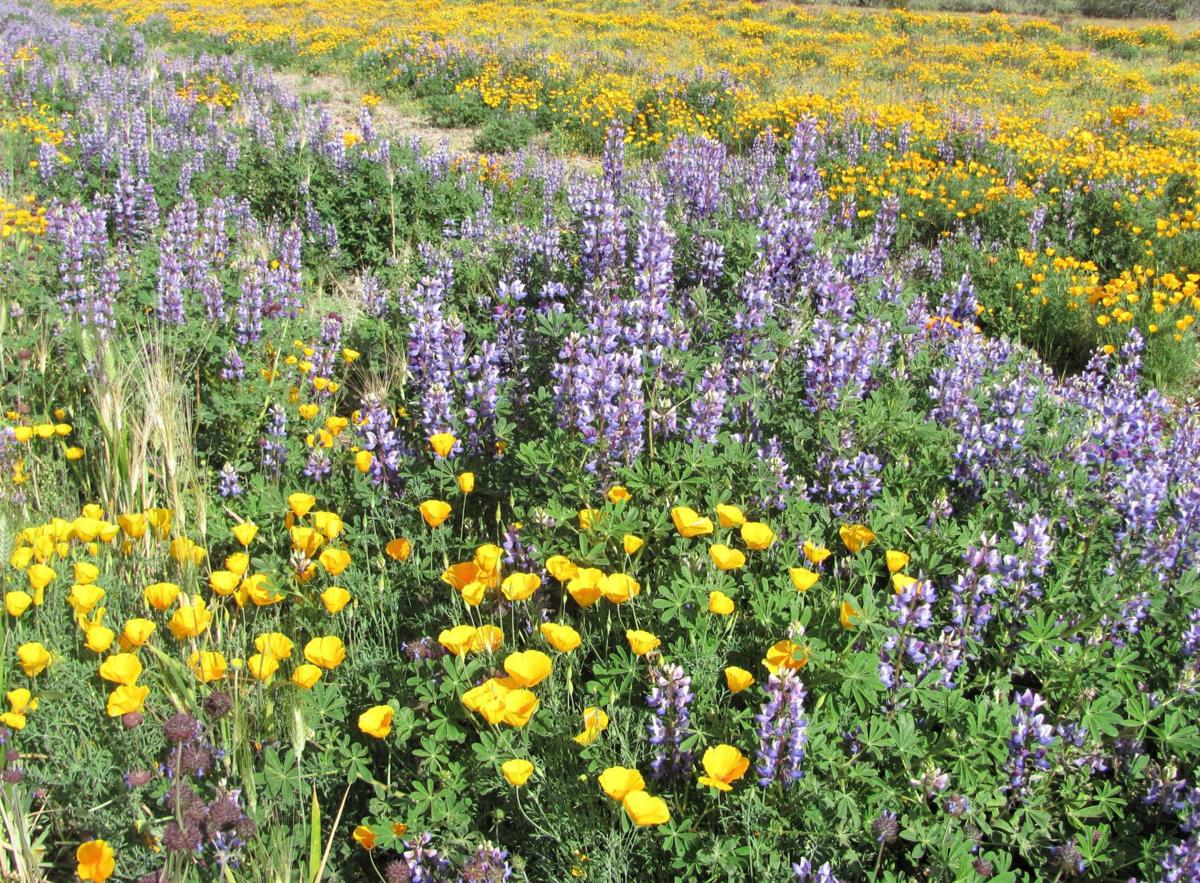Poppies on SR 86