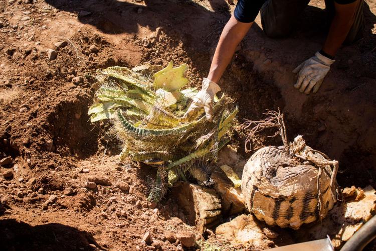 Agave roasted to make candy in Sells