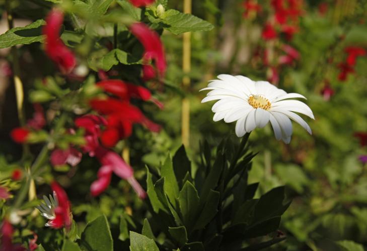 All-America Selections garden
