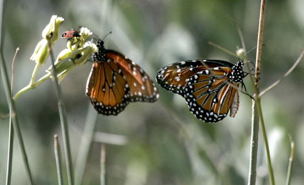 The Arizona-Sonora Desert Museum at 60 years old