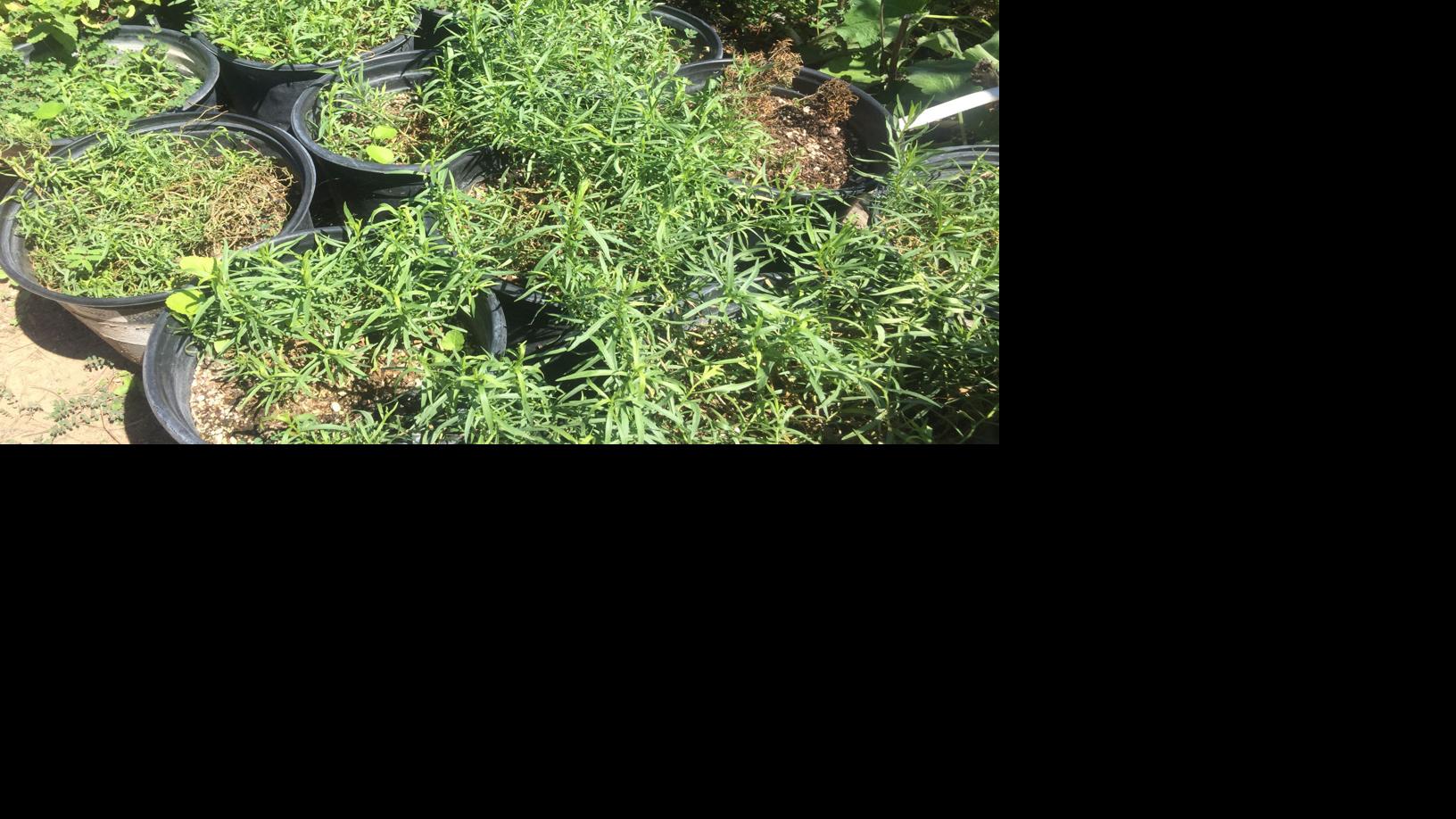 Tips for other popular herbs