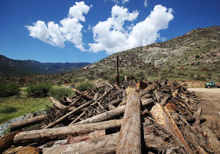Frye Fire recovery on Mt. Graham