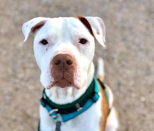 Adopt a friend: Nemo