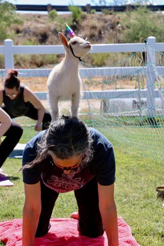 Goats of Tucson Yoga