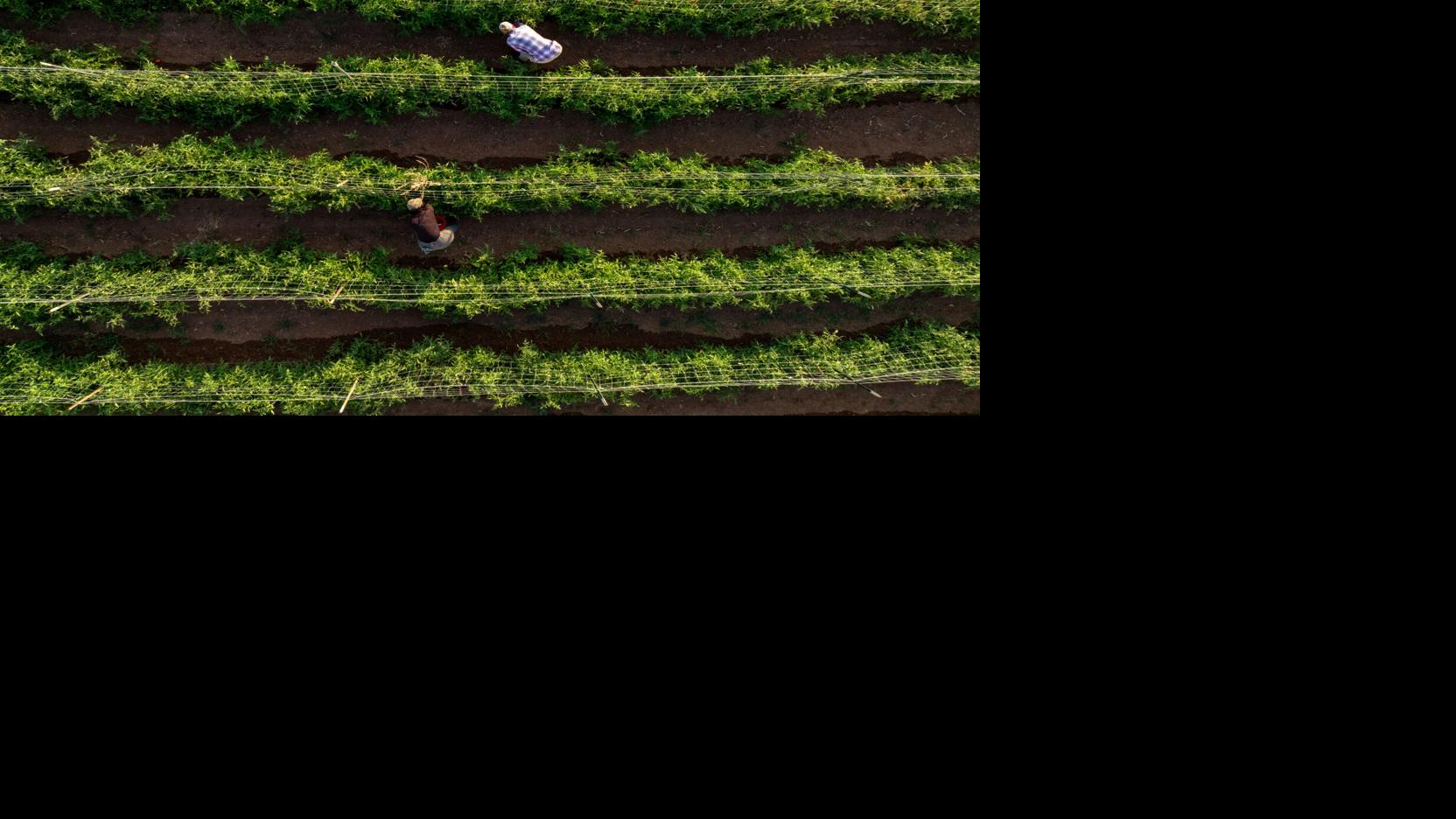 This Arizona farm provides restaurants with vegetables, fruit all year