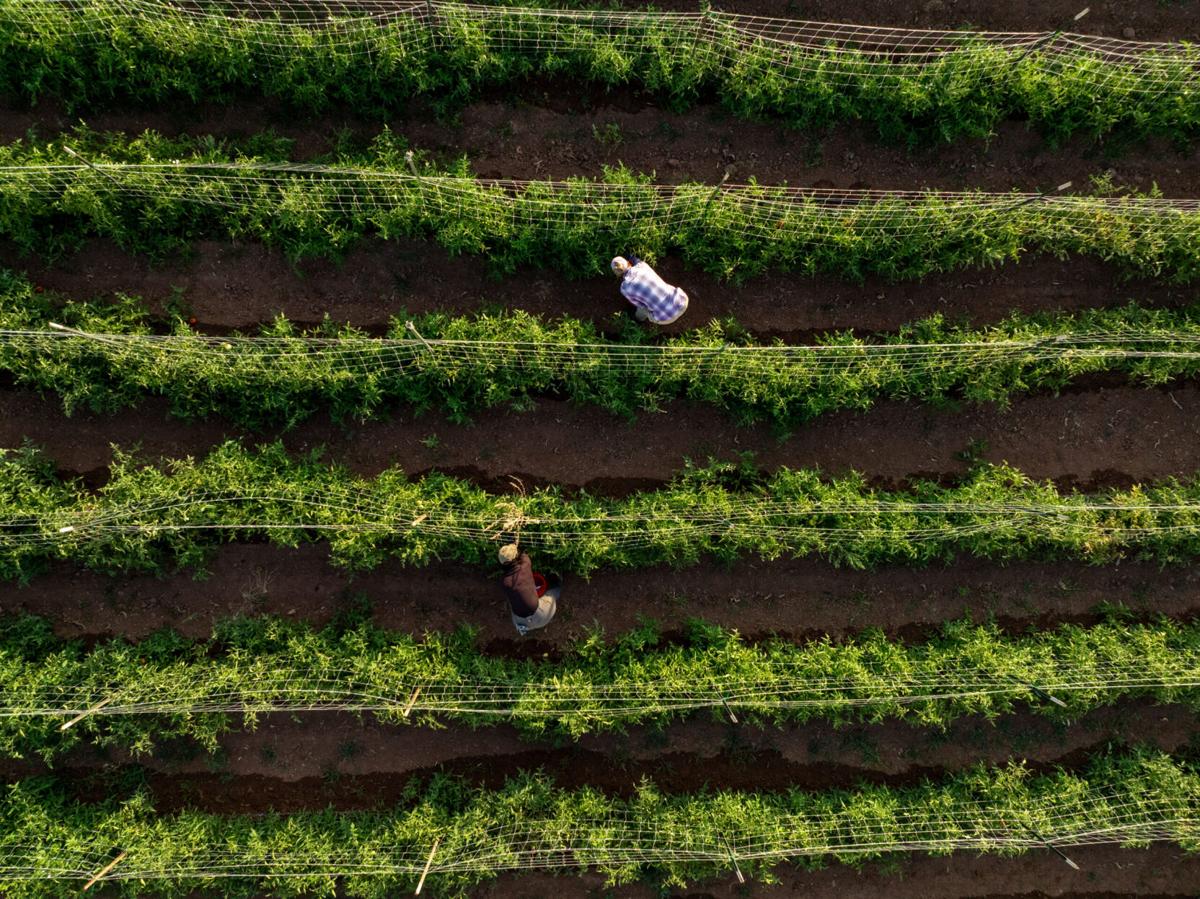 This ֱ farm provides restaurants with vegetables, fruit all year