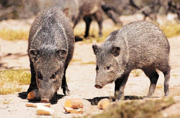 Feeding wildlife too risky  