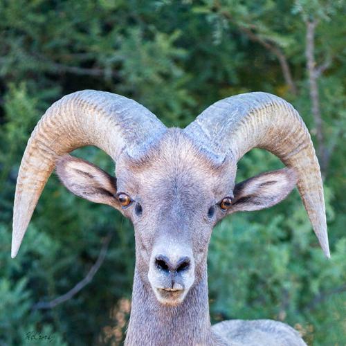 Bighorn sheep