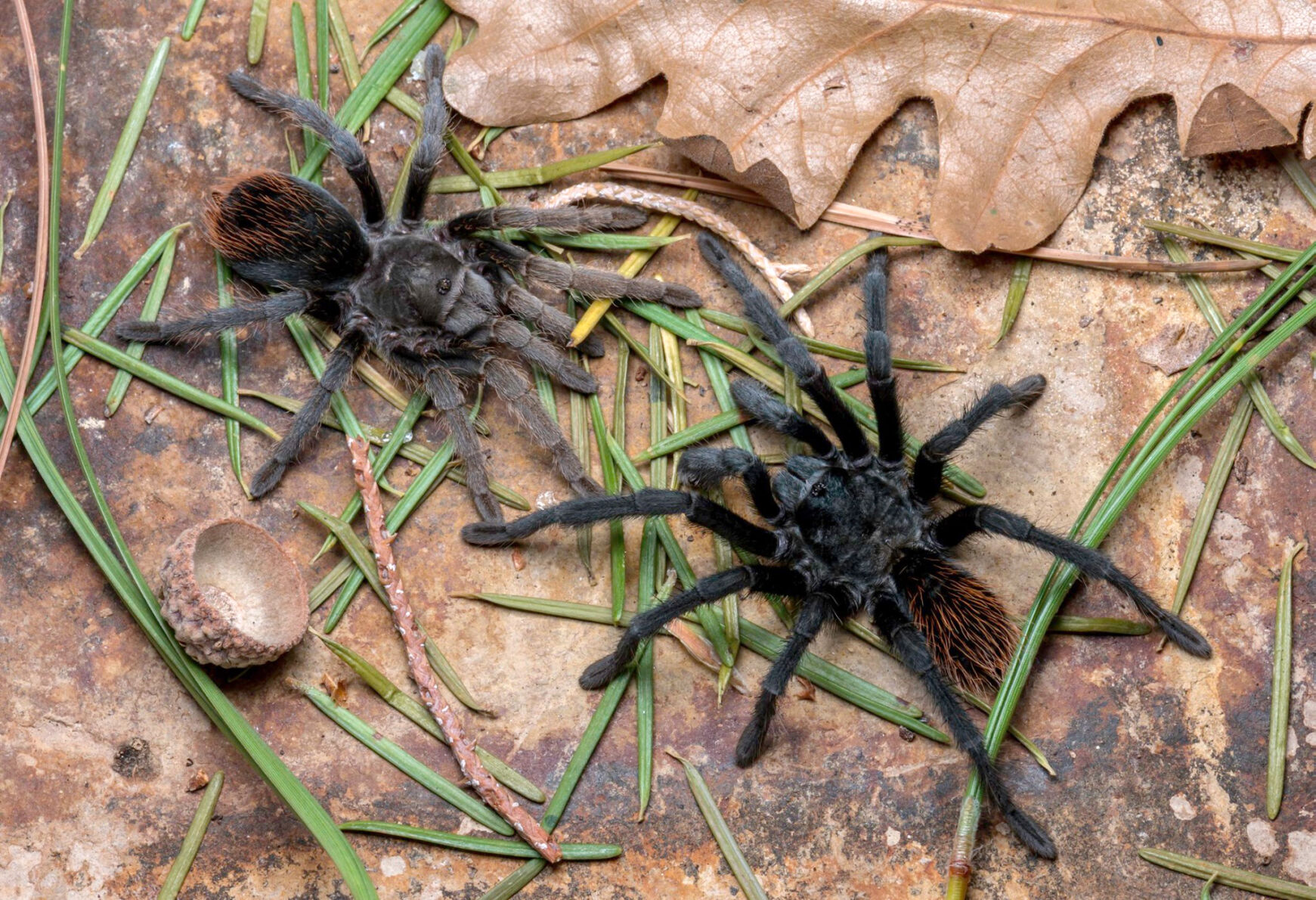 New tarantula species found in Arizona's warming sky islands
